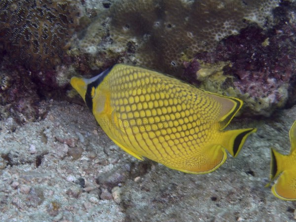 A bright yellow fish with a black pattern, large scale butterflyfish (Chaetodon rafflesii), next to