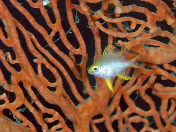Small fish, Golden damselfish (Amblyglyphidodon aureus) juvenile, amidst orange coral structures,