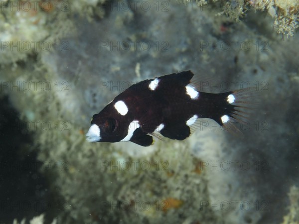 Black-and-white fish with spots, armpit pigmy wrasse (Bodianus axillaris) juvenile, swimming near a