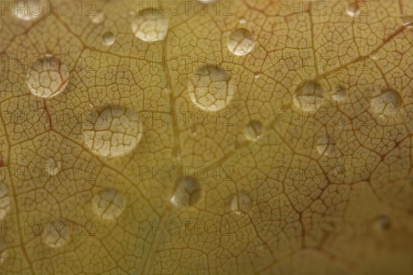 Water dripping on a leaf in autumn. Bas rhin Alsace, France, Europe