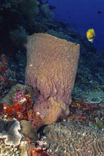 Barrel sponge, barrel sponge (Xestospongia testudinaria) with tropical fish, yellow butterflyfish,