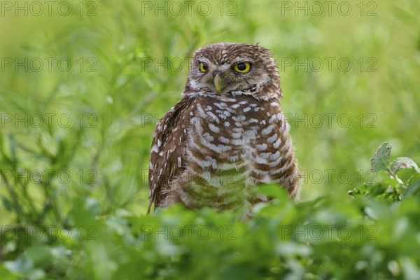 Burrowing owl (Speotyto cunicularia), sitting in a meadow, Pembroke Pines, Florida, USA, North