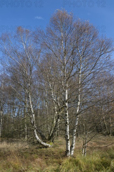 Bog birch (Betula pubescens), blue sky, Schwarzes Moor, near Fladungen, Bavarian Rhön Biosphere