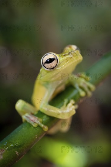Glass frog (Centrolenidae) sitting on a stem, Heredia province, Costa Rica, Central America