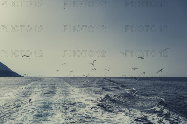 Seagulls off the coast of the Greek island of Skiathos, Greece, Europe