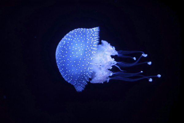 Bioluminescent Jellyfish Phyllorhiza punctata white-spotted jellyfish aka floating bell, Australian