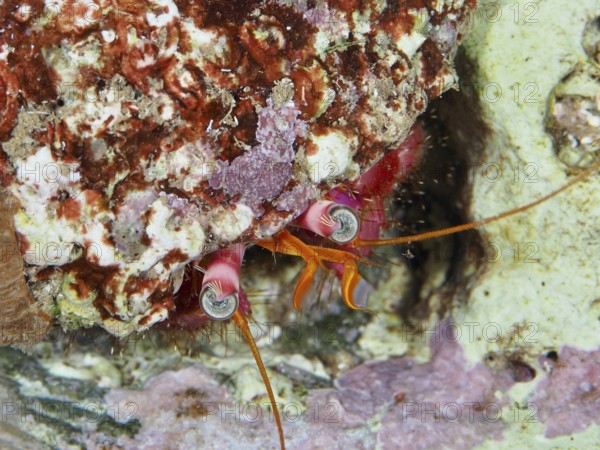 Close-up of a large red hermit crab (Dardanus Calidus) looking out of its shell in the