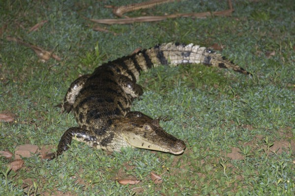 Crocodile caiman (Caiman crocodylus), Costa Rica, Central America