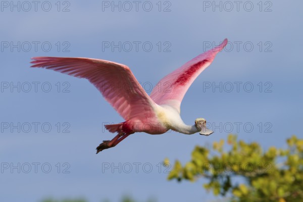 Roseate spoonbill (Ajaja ajaja), flying over a wooded area under a blue sky, Black Point Wildlife