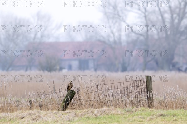 Short-eared owl (Asio flammeus) perched on fence post in field in front of farm on a misty evening
