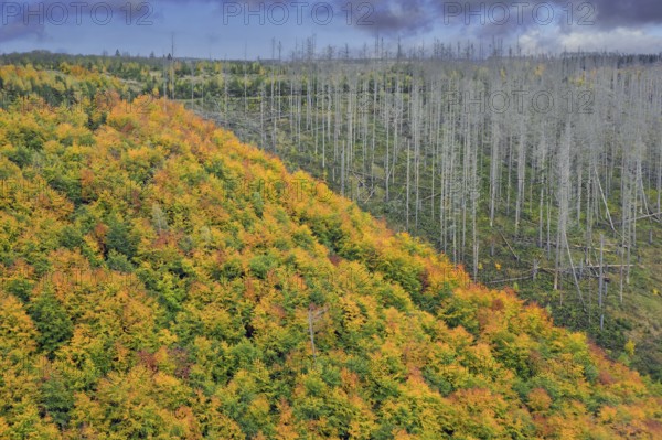 Mixed woodland next to dead spruce forest, destruction from European spruce bark beetle (Ips