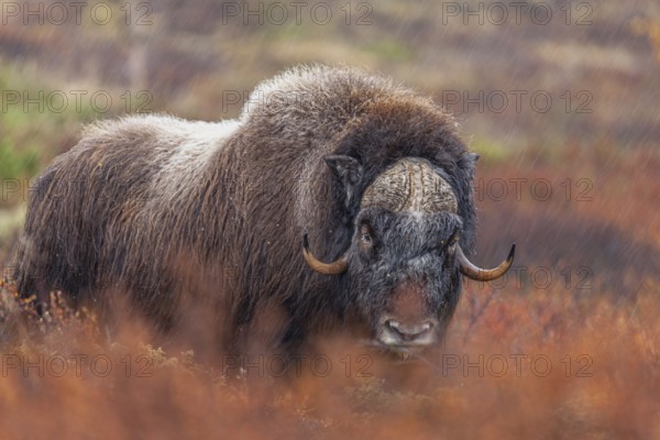 Musk ox (Ovibos moschatus), standing, frontal, in the rain, autumn tundra, mountains, Dovrefjell