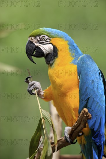 Yellow-breasted Macaw (Ara ararauna), Adult, portrait, Tree, Waiting, attentive, feeding, foraging,