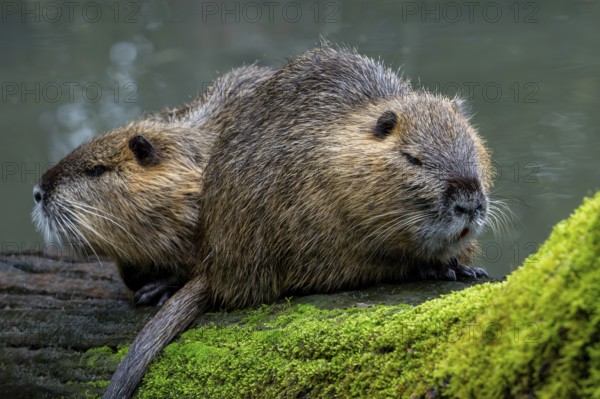 Two coypus, nutrias (Myocastor coypus) resting on fallen tree trunk in pond, invasive rodent in