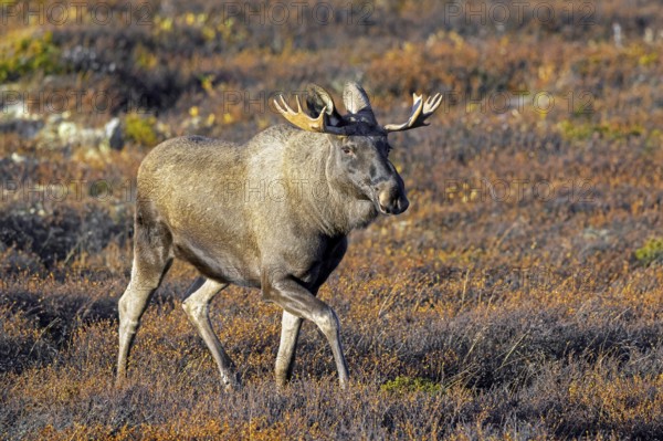 Moose, elk (Alces alces), adult bull, male foraging on the tundra in autumn, fall, Sweden,