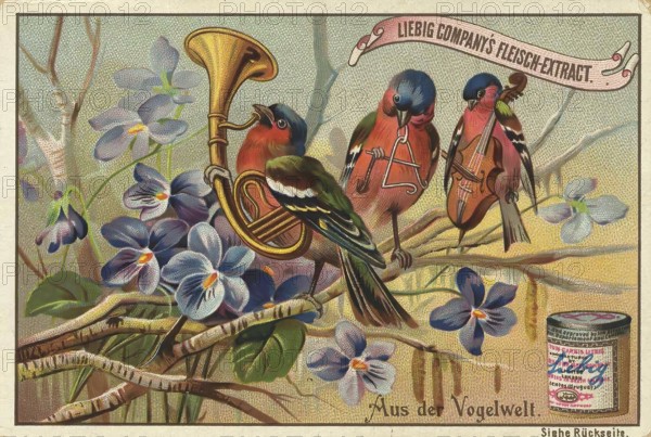 Picture series From the world of birds, birds as musicians, orchestra, Liebig picture, digitally