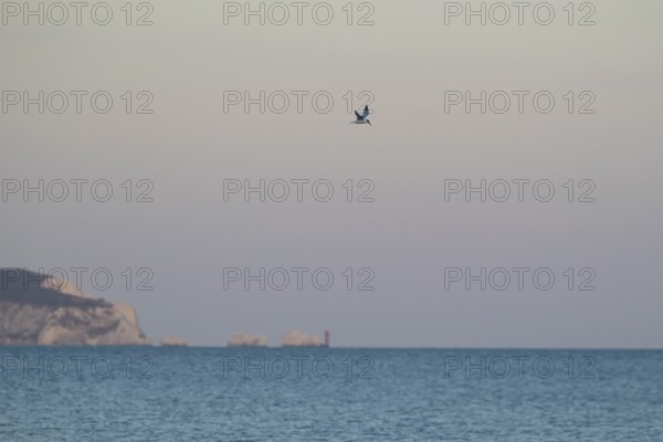 Sandwich tern (Thalasseus sandvicensis) adult bird flying over the sea with the The Needles