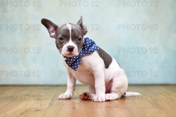 Cute pied French Bulldog puppy with one hanging ear and bow tie sitting in front of studio