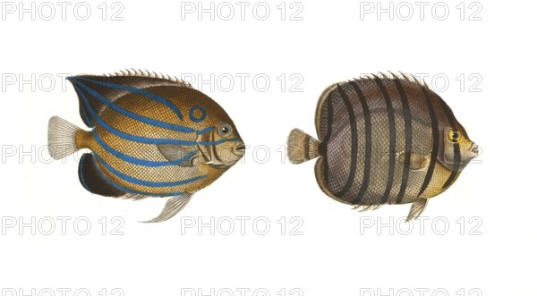 Fish, fishes, left: Genus butterflyfish, butterflyfish, Chaetodon annularis, the ring. right: genus