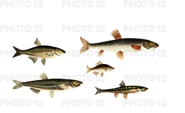 Fish, fish, top left: genus of carp fish, Cyprinus bipunctatus. top right: genus of carp fish,