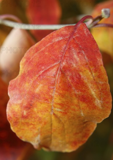 Kousa dogwood (Cornus kousa), single red leaf, North Rhine-Westphalia, Germany, Europe