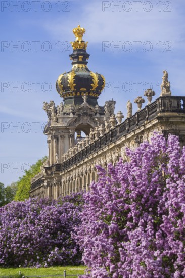 The lilacs bloom magnificently at the Zwinger moat, Dresden, Saxony, Germany, Europe