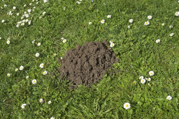 Molehills, meadow, Wiesbaden, Hesse, Germany, Europe