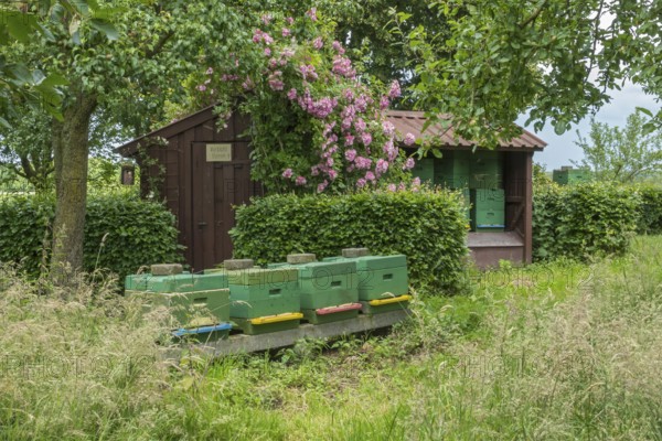 A rural scene with green beehives in front of a wooden hut, surrounded by blossoming flowers and