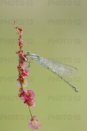 Small red-eyed damselfly (Erythromma viridulum), female with dewdrops, North Rhine-Westphalia,