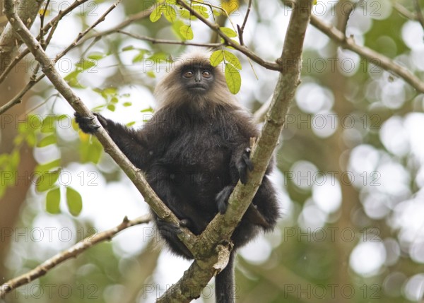 Nilgiri langur (Trachypithecus johnii), Periyar Wildlife Sanctuary or Periyar National Park, Idukki