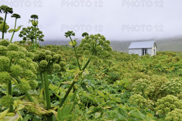 Angelica archangelica, chapel, Furufjörður, Hornstrandir, Iceland, Europe