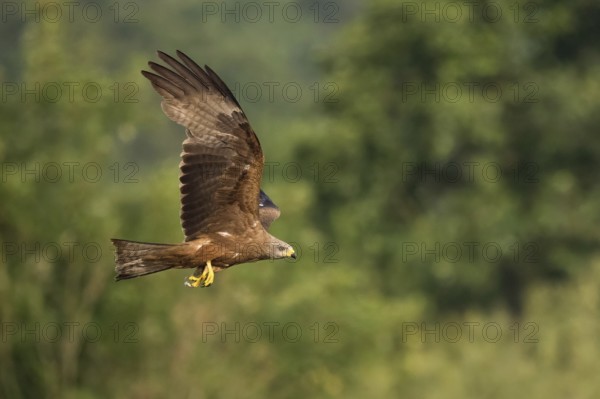 A black kite (Milvus migrans) in free flight in front of a green forest backdrop, Hesse, Germany,