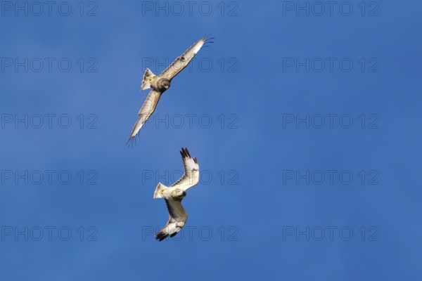 Two buzzards (Buteo buteo) in flight against a bright blue sky, circling each other, Hesse,