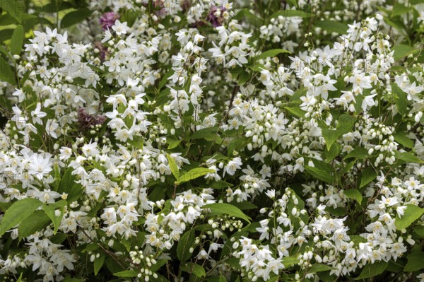 Slender deutzia (Deutzia gracilis) or mayflower bush, flowering, Baden-Württemberg, Germany, Europe