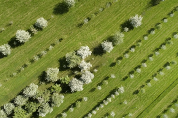 Bird's eye view of blossoming fruit tree plantation, Canton Thurgau, Switzerland, Europe