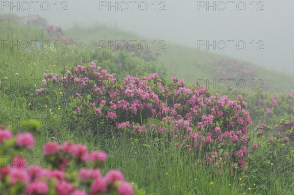 Flowering Rusty-leaved alpenrose perennials, Rhododendron ferrugineum, Swiss Alps