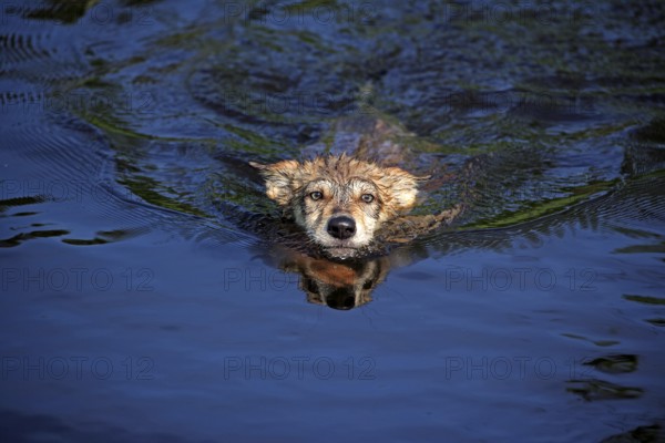 Wolf (Canis lupus), young, swimming in water, Minnesota, USA, North America