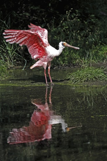Roseate spoonbill (Platalea ajaja), adult, spreading wings, at the water, Florida, USA, North
