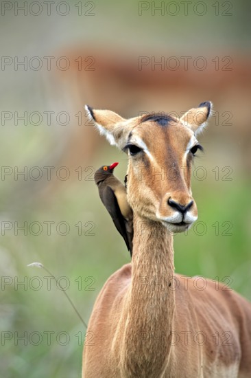 Red-billed oxpecker (Buphagus erythrorynchus), adult, on black heeler antelope, impala, (Aepyceros