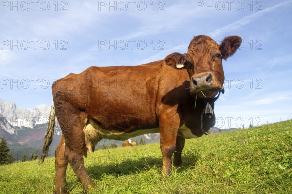 Cow on a mountain pasture near Going, Tyrol. The Wilder Kaiser massif can be seen in the background
