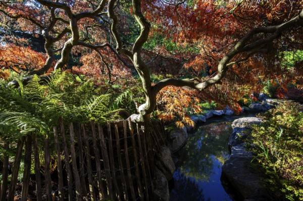 Fan maple (Acer palmatum), picket fence, autumn colours, stream, Japanese Garden, Zoological City