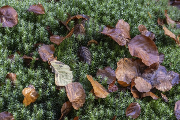 Fallen leaves on common wither moss (Polytrichum vulgare), Emsland, Lower Saxony, Germany, Europe