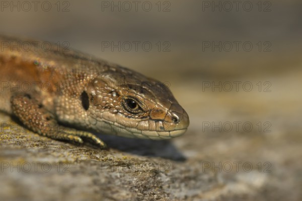 Common lizard (Zootoca vivipara) adult reptile basking on a wooden sleeper, England, United