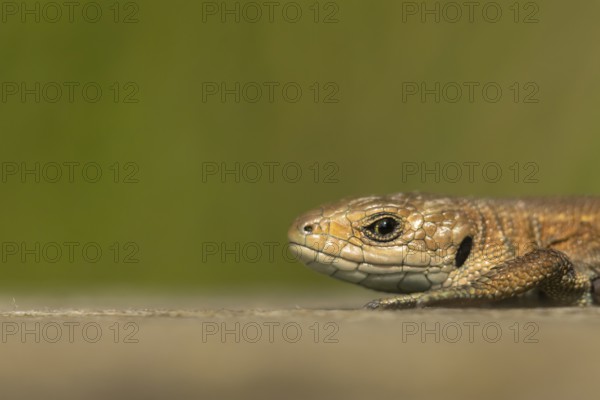 Common lizard (Zootoca vivipara) adult reptile basking on a wooden sleeper, England, United
