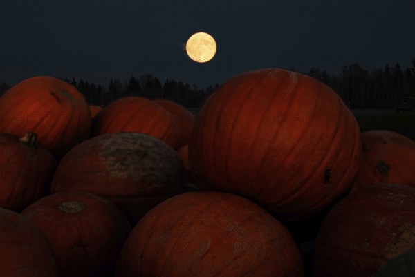 Super moon, full moon, pumpkin, night, Halloween, autumn, Greiling, Bad Tölz, Bavaria, Germany,