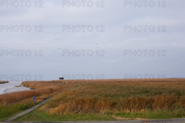 Low water, reed, mudflats, Dollart, Nieuwe Statenzijl, Netherlands