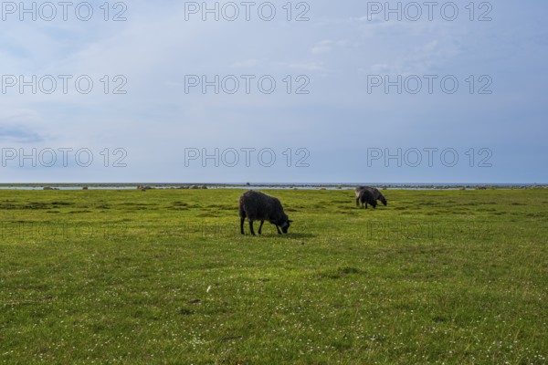 Sheep grazing freely on a shore meadow on the southern tip of the island of Öland, Kalmar län,