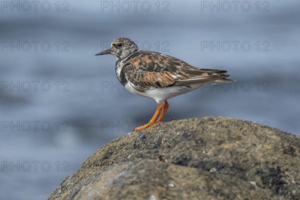 Ruddy Turnstone (Arenaria interpres) searching for food on the Atlantic coast. Ouessant, Finistere,