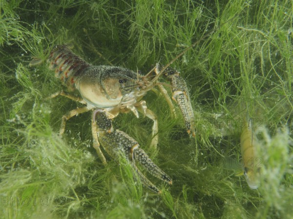 Crayfish (Faxonius limosus), American crayfish, invasive species, in a green underwater world with