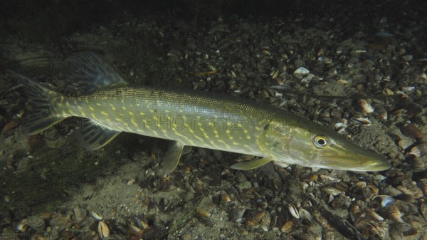 A striped fish with striking colours, pike (Esox lucius), swims over the bottom of the river